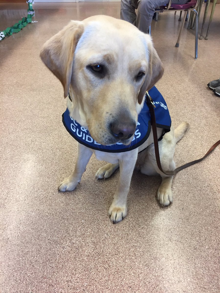 Olive the guide dog in training came to visit us during our candy cane sale <a href="/deltasd37/">DeltaSchoolDistrict</a>