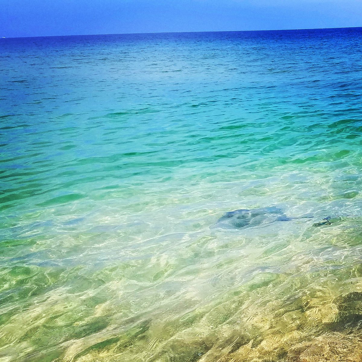 rachel_wages's tweet photo. Goodbye Florida (and stingray). It's been a treat. #SoACE16 @SouthernACE https://t.co/QGGunUHk63
