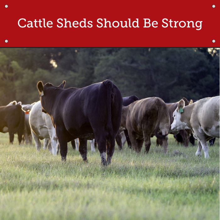 The steel we use on cattle sheds helps keep them safe and comfortable. #ToplineSteel #Cattle #Steel #Barn 
bit.ly/2gBQhxX