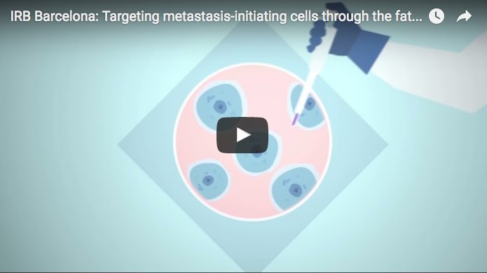 Las células tumorales dependen de las grasas para iniciar #metástasis. Estudio que publicamos hoy en #Nature irbbarcelona.org/es/news/las-ce… #cáncer