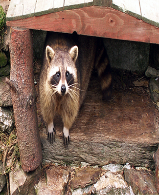 Wildlife_CT's tweet photo. 5 Home Entry Waypoints Critters Sneak Into
https://t.co/bdcPiRUO4U #Wildlife #WildlifeRemoval #WildlifePrevention #WildlifeInMyHome https://t.co/mp541ip2RF