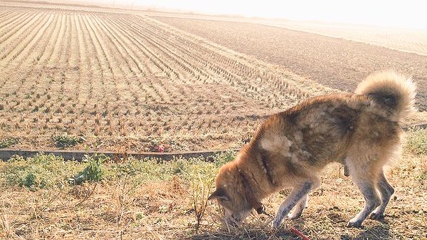 動物,犬,猫,しつけ,飼い方,育て方,病気,健康