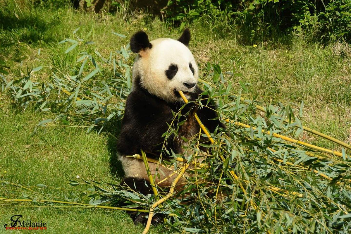 FMphotography67's tweet photo. Yuan Zi #pandageant du @zoobeauval ❤
#photography #animaux https://t.co/q9ihWqjycu