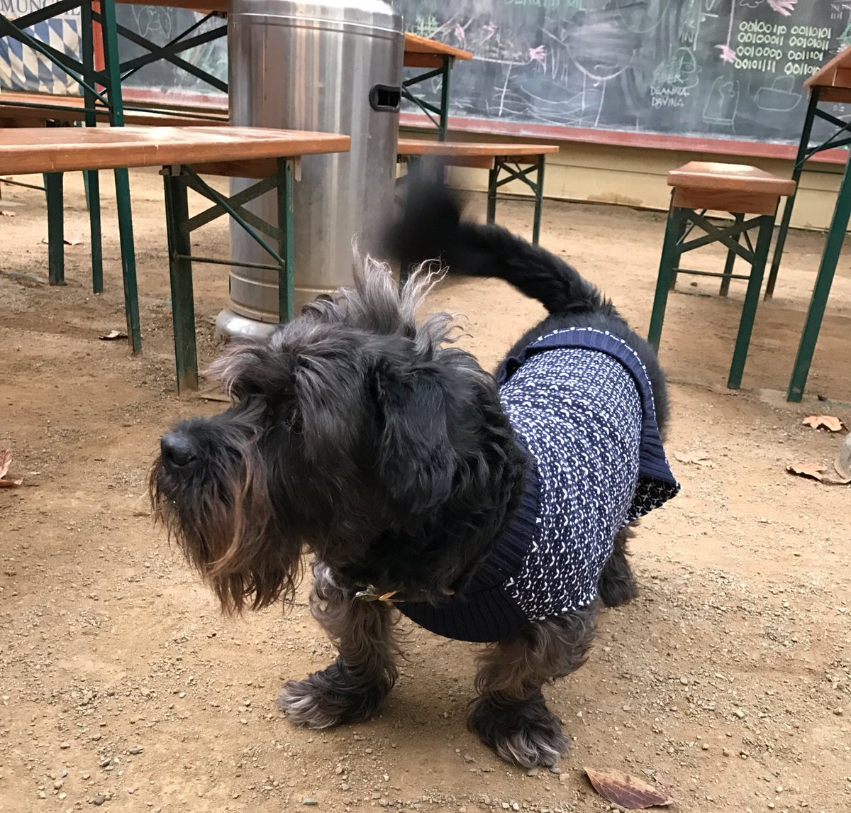WendyAguilarTV's tweet photo. Now the dogs are getting in on the ugly Christmas sweater fun @GoodDaySac #12DaysOfMidtown https://t.co/uxdbxrSwmD