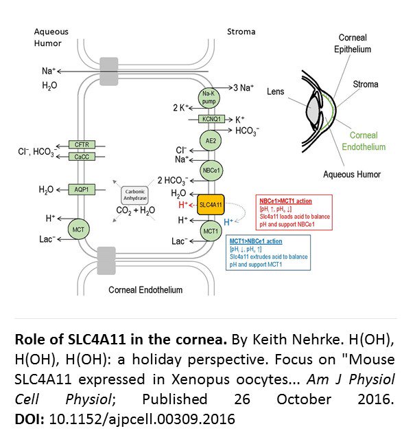 AJPCellPhys's tweet photo. H(OH), H(OH), H(OH): a holiday perspective. Focus on "Mouse Slc4a11 expressed in Xenopus oocytes... https://t.co/lFMOvTOQUA #EditorialFocus https://t.co/gH07Mk5ber