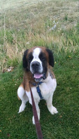RescueBernard's tweet photo. All Many #saintbernards are already trained #ReasonsToAdopt https://t.co/jDSIZqbXRA go to heaven https://t.co/jDSIZqbXRA https://t.co/Xz8R31c1Xy