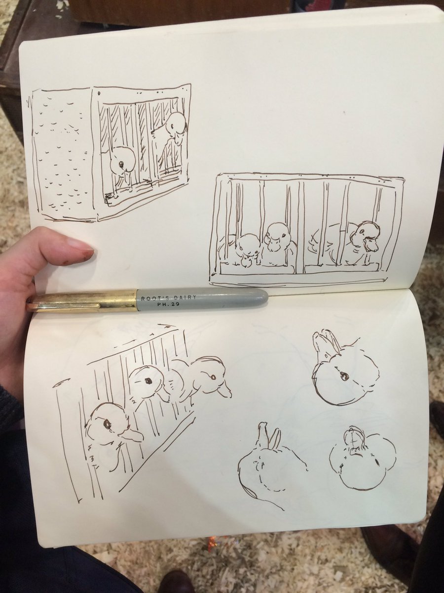 AthenaGubbe's tweet photo. call ducks are the cutest. #callduck #illustration #sheridanAnimation #fountainpen #athenaGubbe https://t.co/swSJNXjlvn
