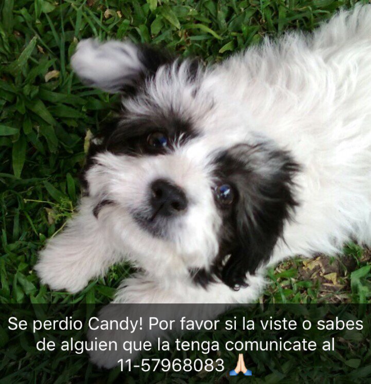 julianagreco3's tweet photo. Por favor difundir!! Es la perrita de una amiga!! https://t.co/LZAmjqHl0u