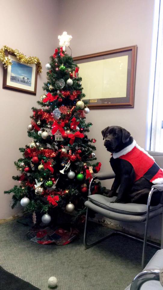MoversEquipment's tweet photo. Bauer is Christmas ready!🎅🏼🎄🎁 https://t.co/cmSkxH7vlO