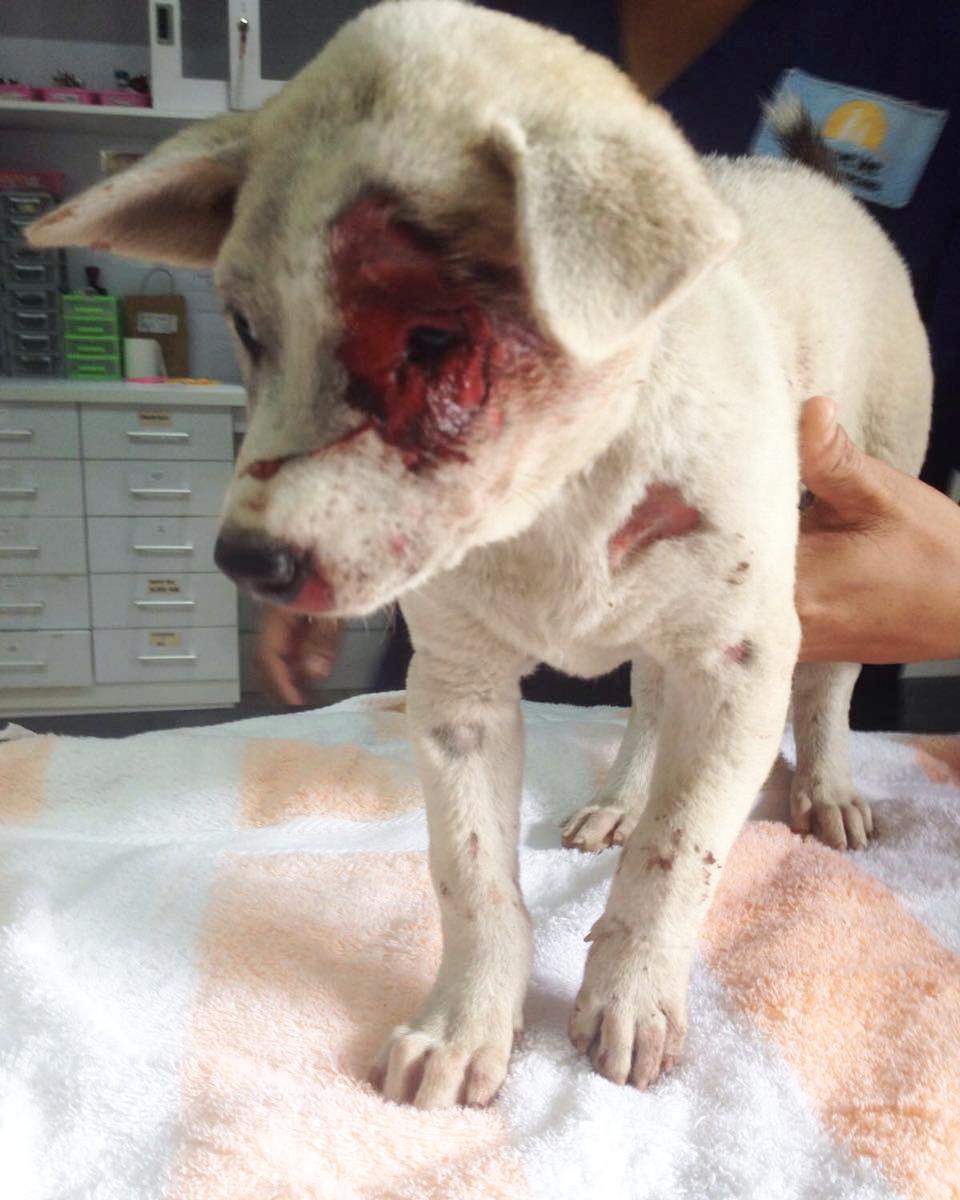 jaan_indonesia's tweet image. Rescued this girl! She's hit by a car! Broken leg
need to be amputated. Detail story &amp;amp; bank account plz check our facebook and instagram