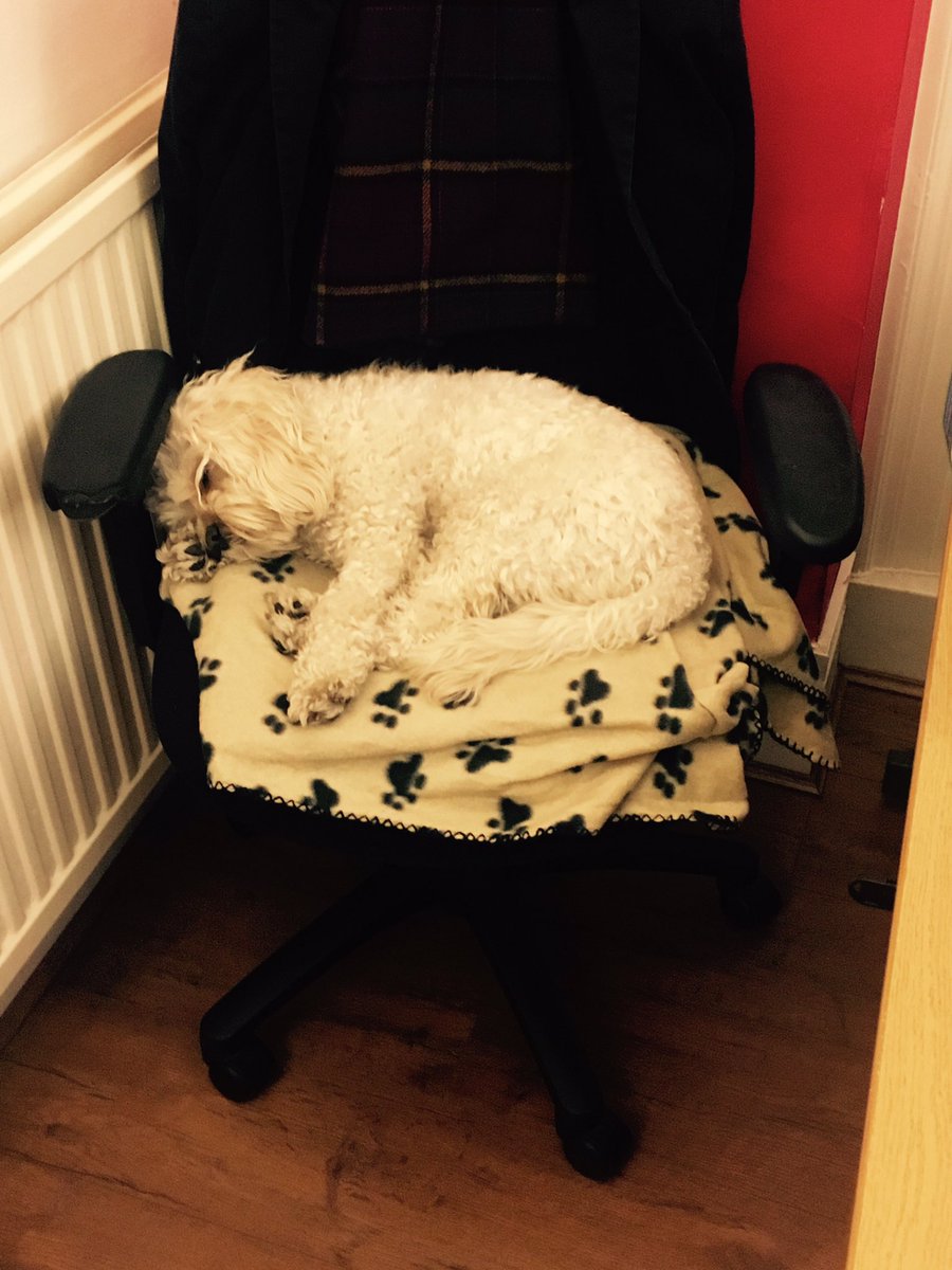 MarkScotia's tweet photo. Hard shift in the office for this wee guy today #Talysker #scotiamascot https://t.co/W3TsyrqreQ