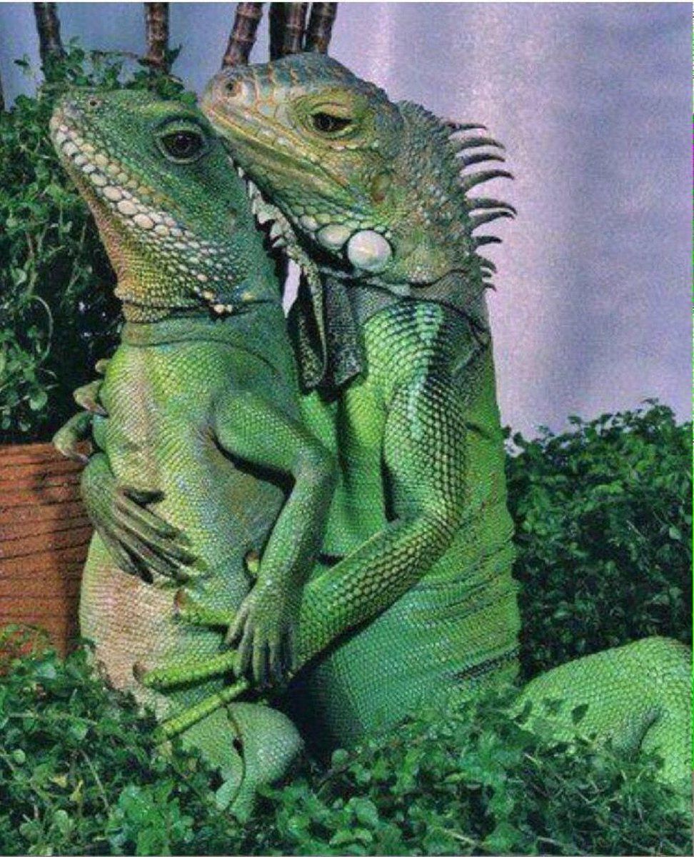 CauseWereGuys's tweet photo. When y'all cold blooded…together https://t.co/ownVd6NPxN