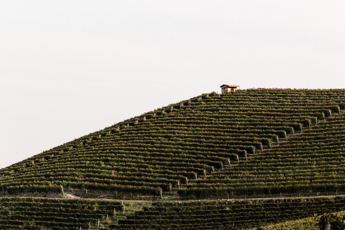 aerogramco's tweet photo. Aerogram travels to the land of #Barolo #wine. The story of one our major sources of inspiration. Tomorrow on the journal. Stay tuned. https://t.co/zjvDzgDL4j