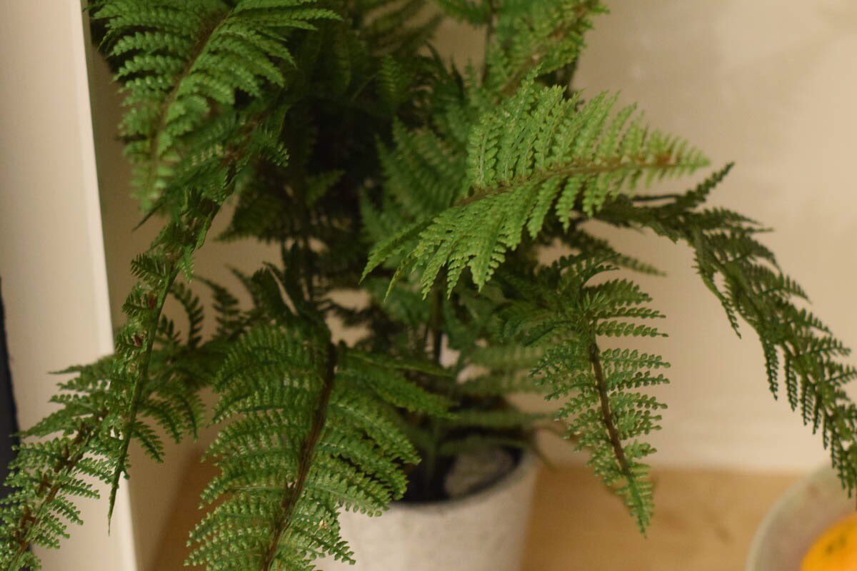 Good enough to water! Delighted with this flattering faux fern from <a href="/coxandcoxuk/">Cox & Cox</a> tinyurl.com/gmw42ha