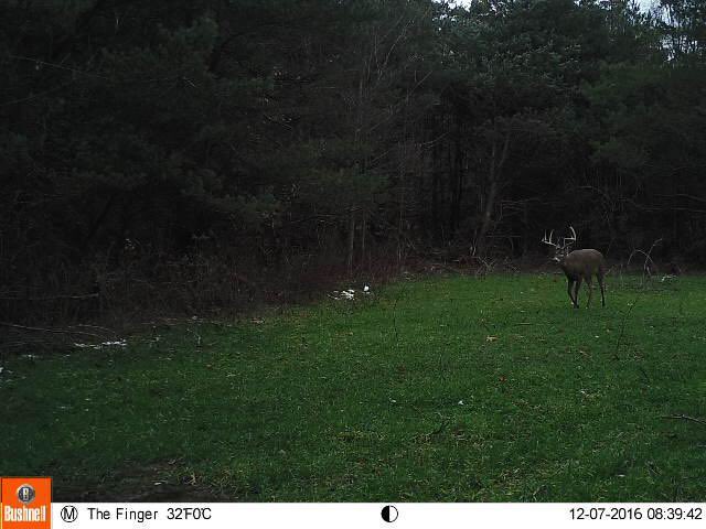 Merfco's tweet photo. Reggie lives. @TheQDMA @JeffSturgisWHS @WiredToHunt #SecondRut #Muzzy #RutRollCall https://t.co/3xGA3jbznS