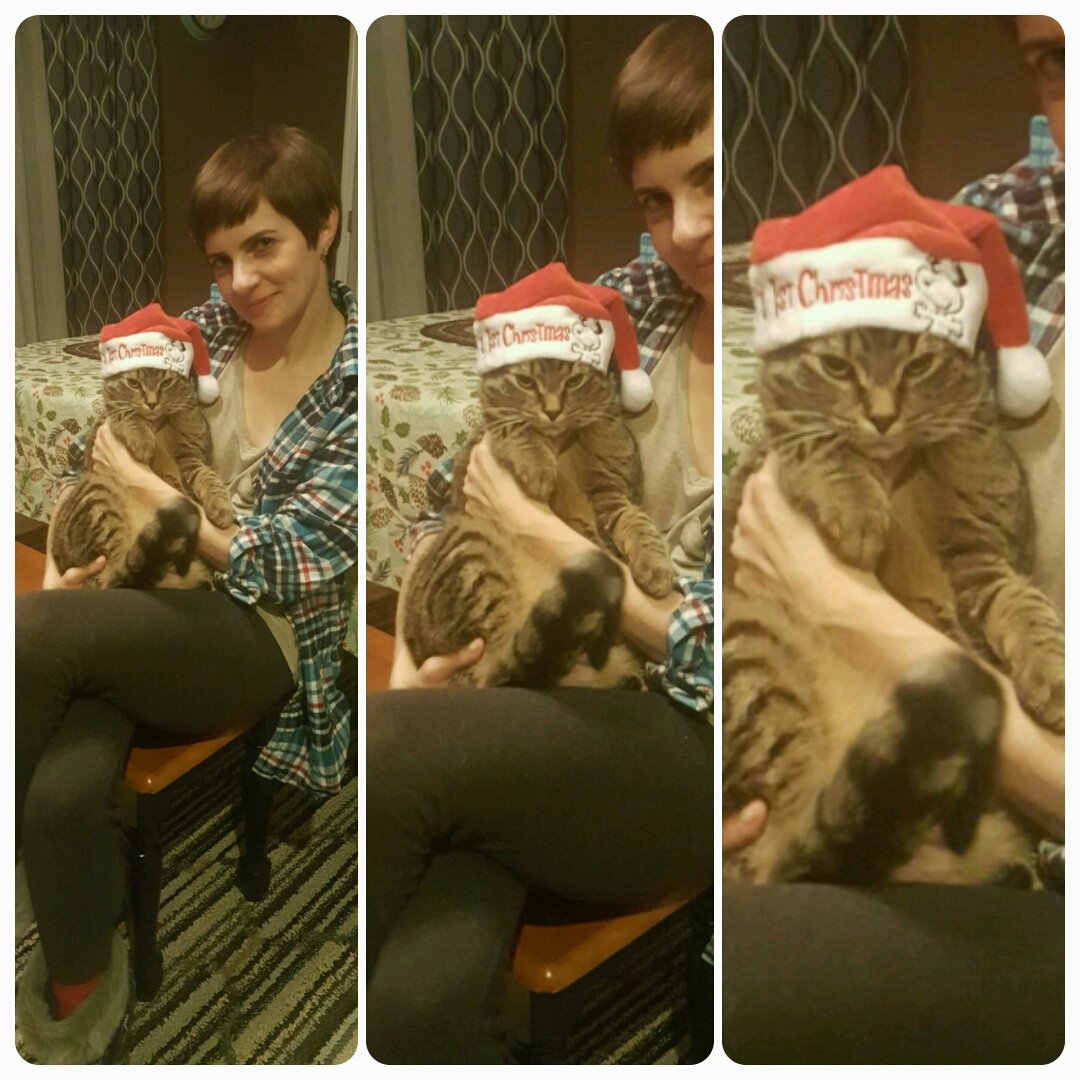 clawsomesauce's tweet photo. When you're little and your mom makes you wear dumb shit on the holidays...😾 #catsoftwitter #caturday #kitten #xmas https://t.co/DfLeUeG6ZW