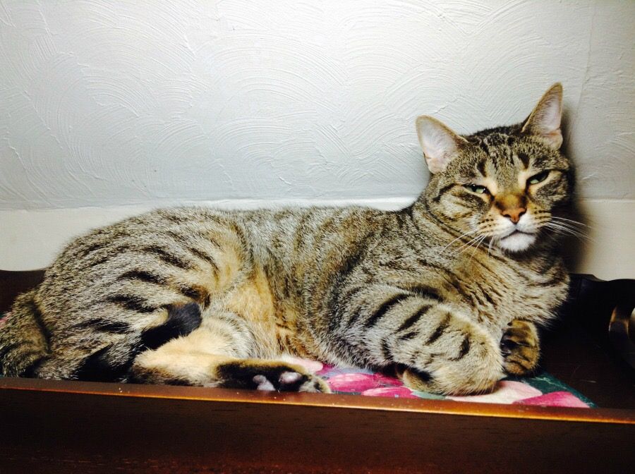 High energy cat = high energy play