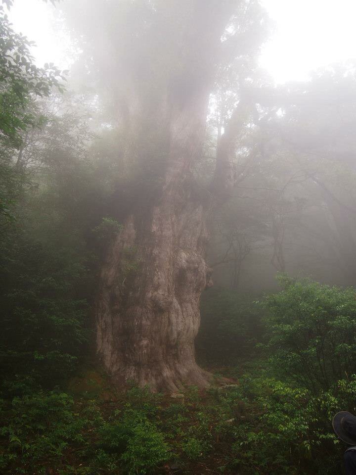 Japonists's tweet photo. The age of "Jyoumonsugi"(cider) is over 7,000years. You can see in Kagoshima pref.  https://t.co/2w4B7C2qWb https://t.co/RInOyQOpiq