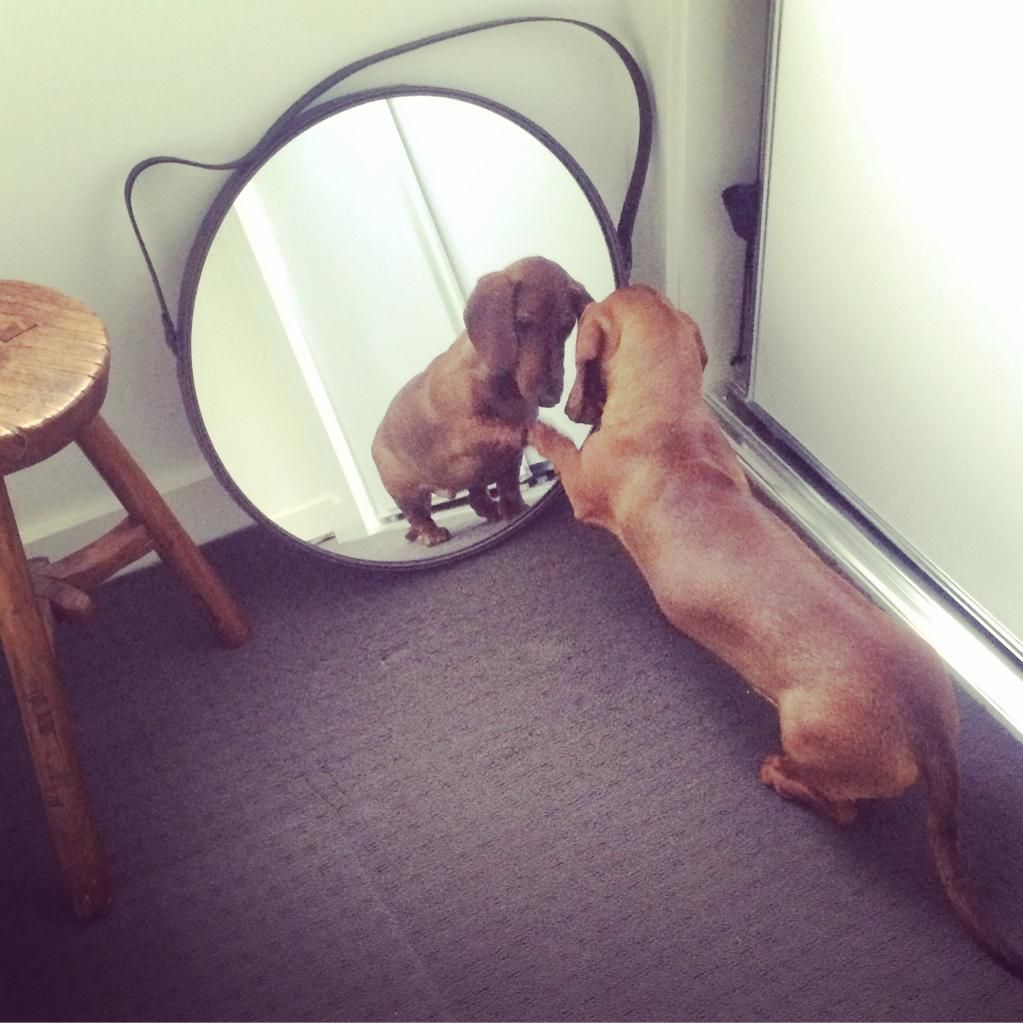 I'm starting with the #pup in the mirror!