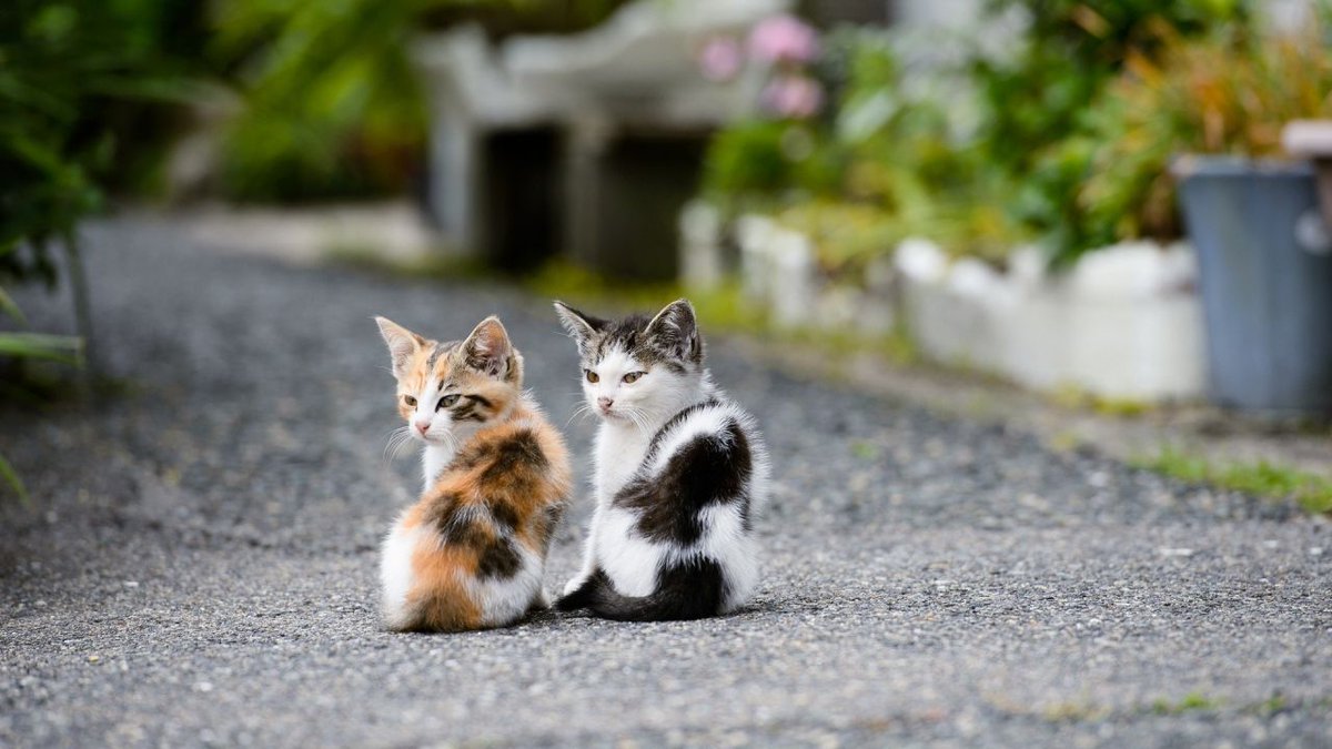LuvKittensDaily's tweet image. Cute and stylish kittens