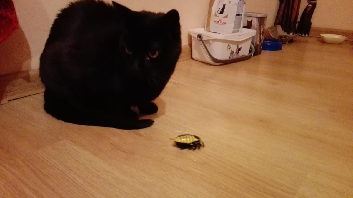 meg_of_wickham's tweet photo. One more #CreepyBug tweet. I wonder if I enjoy it even more than my cats.... #SantaClausDay #cats https://t.co/BpwFGKWv5T