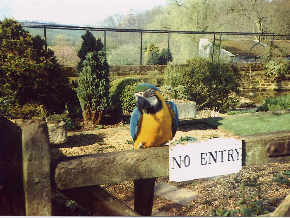 Coton_Manor's tweet photo. Sad news to share: Rodney our macaw fell ill last week &amp; despite best efforts he died yesterday. We laid him to rest in the Bluebell Wood. https://t.co/BUujI1s2rN