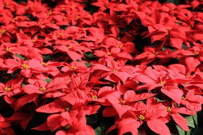 Poinsettias love Drain Smart container-drainer discs. More tips from <a href="/gardenknowhow/">Gardening Know How</a>.  goo.gl/7dFe6O