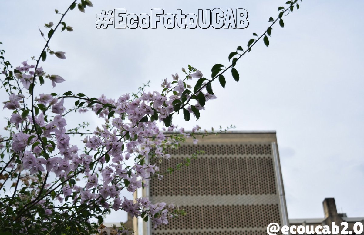 Realza la belleza natural de la #UCAB con el concurso de #EcoFotoUCAB