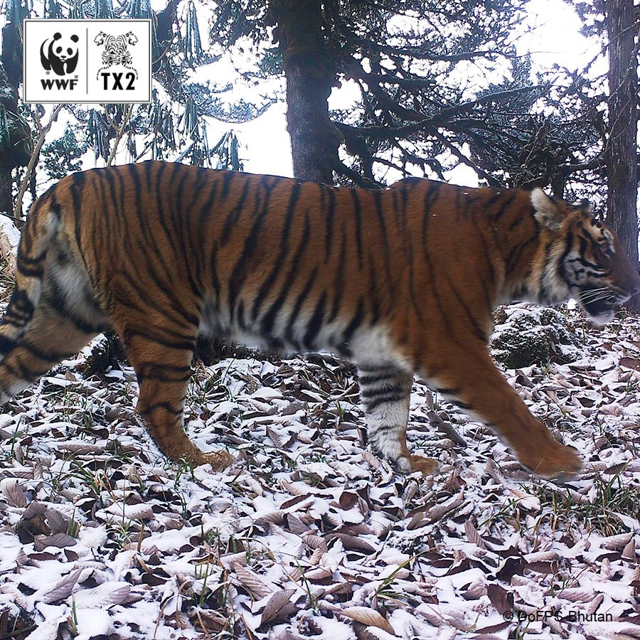 WWF_tigers's tweet photo. Bhutan leads by example at #COP13 by ensuring protected areas are truly secured for #tigers https://t.co/7in4BFRevL https://t.co/hClv13UENC