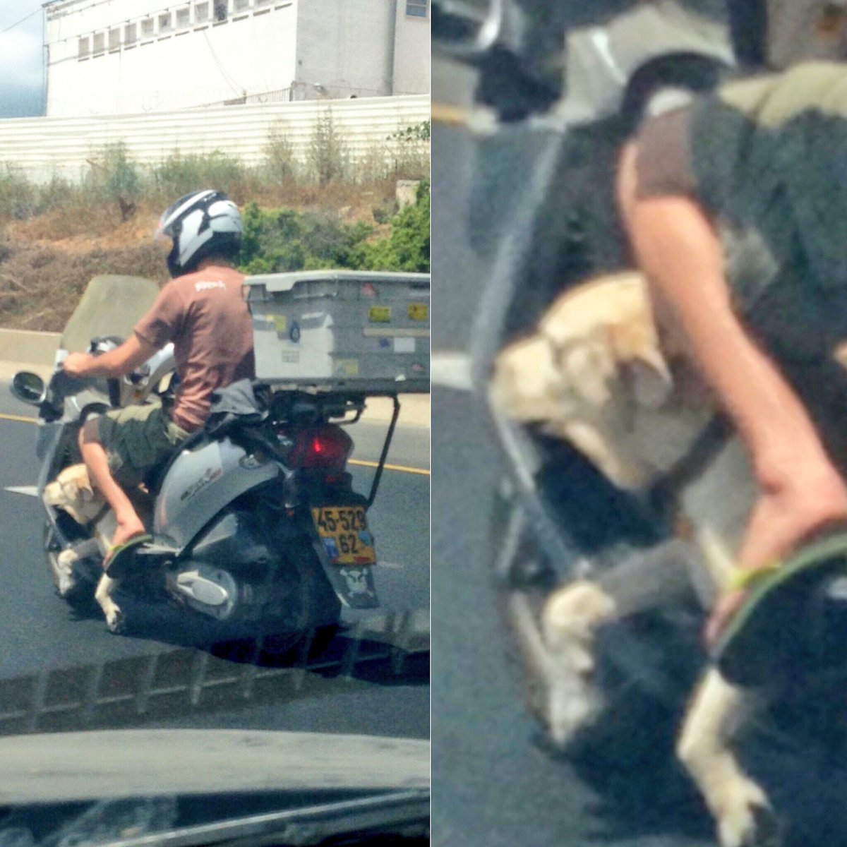 IsraelisDrive's tweet image. Doggo! #israelisdriveanything