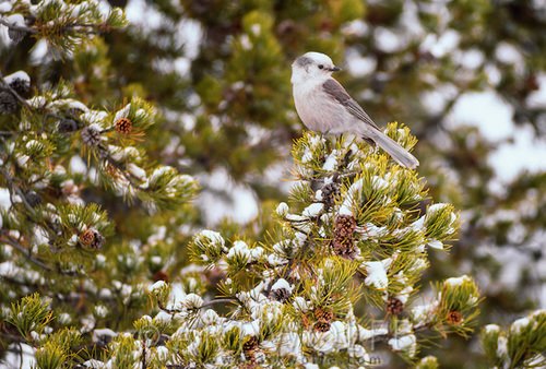 A Proposal for a Canadian National Bird Ruffles Feathers nyti.ms/2gNUMre
<a href="/robertdall/">Robert</a> #GreyJay #WhiskyJack
