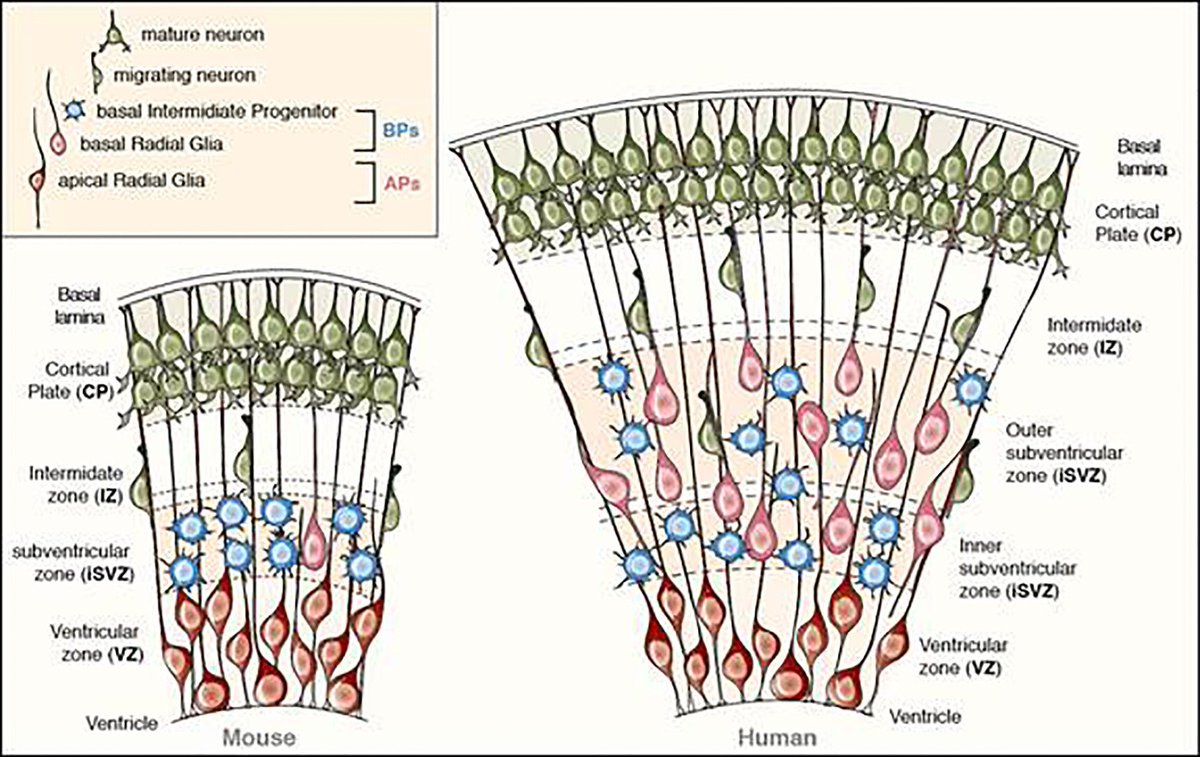 ScienceAdvances's tweet photo. A small mutation in a human gene contributed to the evolution of bigger brains @mpicbg https://t.co/ewBDKK9Rtu https://t.co/FYrUieYPcJ
