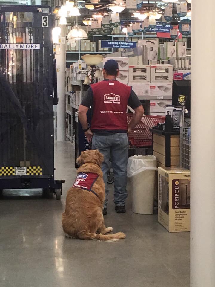 totalitconnect's tweet photo. This vet had a hard time finding a job because he needs his service dog with him. @Lowes did a great thing!! https://t.co/Nip5nEJ2yf