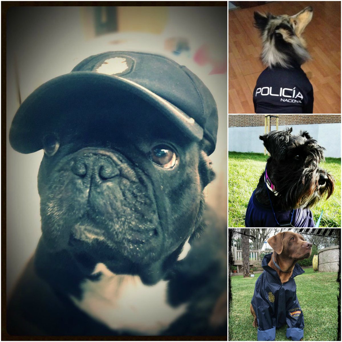policia's tweet image. #FelizViernes
We 👮🏻 ❤️ animals 🐶🐱🐭🐻🐼🐨🐯🦁🐮🐷🐸🐙🐵🐔🐧🐦🐤🐥🐺🐗🐴🐝🐛🐌🐞🕷🦂🦀🐍🐢🐠🐟🐬🐊🐘🐫🐪🐂🐎🐕🐩🐈🐇🐿
#NoAlMaltratoAnimal
#Denúncialo policia.es/colabora.php 
📞091