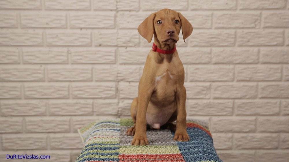 VizslaFun's tweet photo. Wordless Wednesday: DuRite Vizslas Puppy Pic, and Again :-) https://t.co/w5gGKqsKLH https://t.co/yI9z2jlo9D