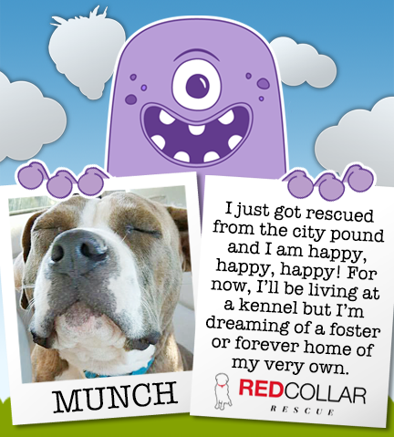 RED Collar Rescue Wednesday. Sweet Munch is ready for a foster or forever home. #rescue #rescuedogs #rescuedog #bulldog info@redcollar.org