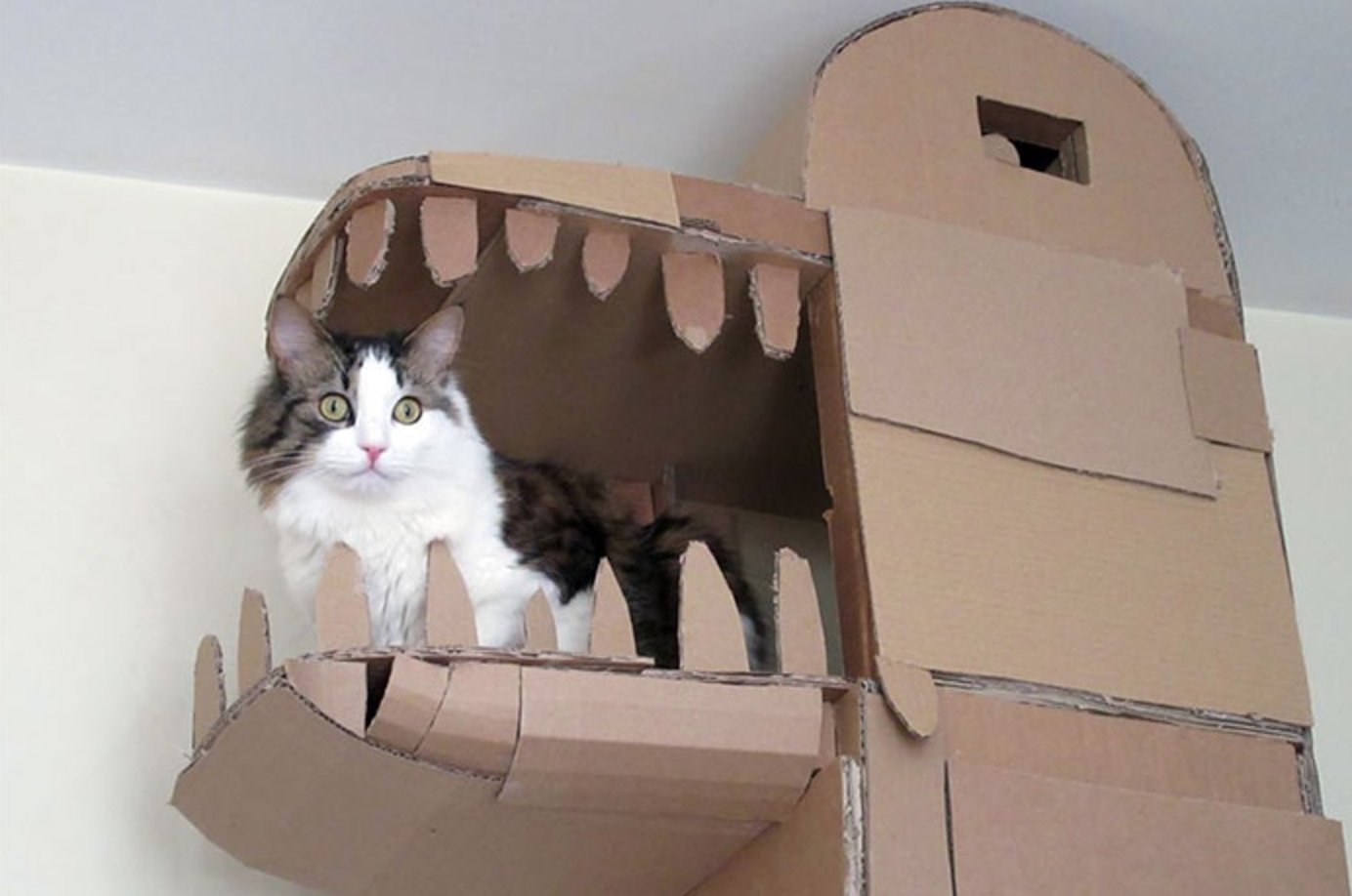Котик в коробке из картона