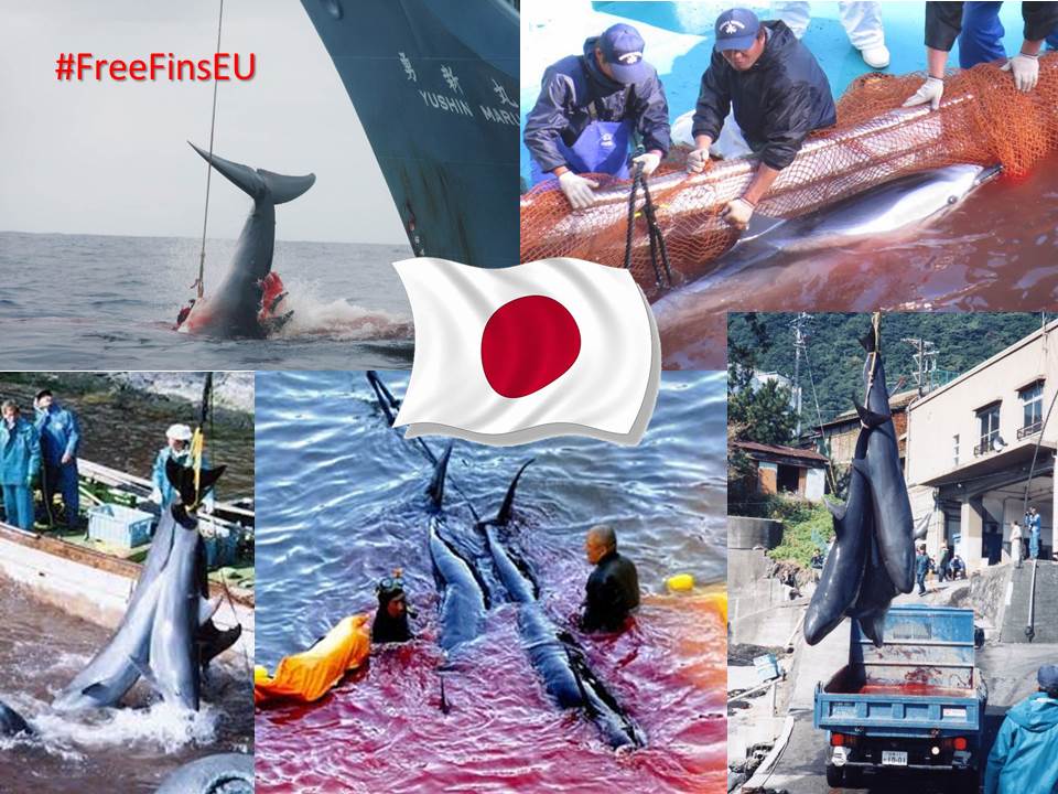 No2Speciesism1's tweet photo. No marine mammal is safe from Japan's Greed for whales of all sizes.
#Endtaiji #SavetheWhales #NotyourstoKill https://t.co/tnsMsYLCyV