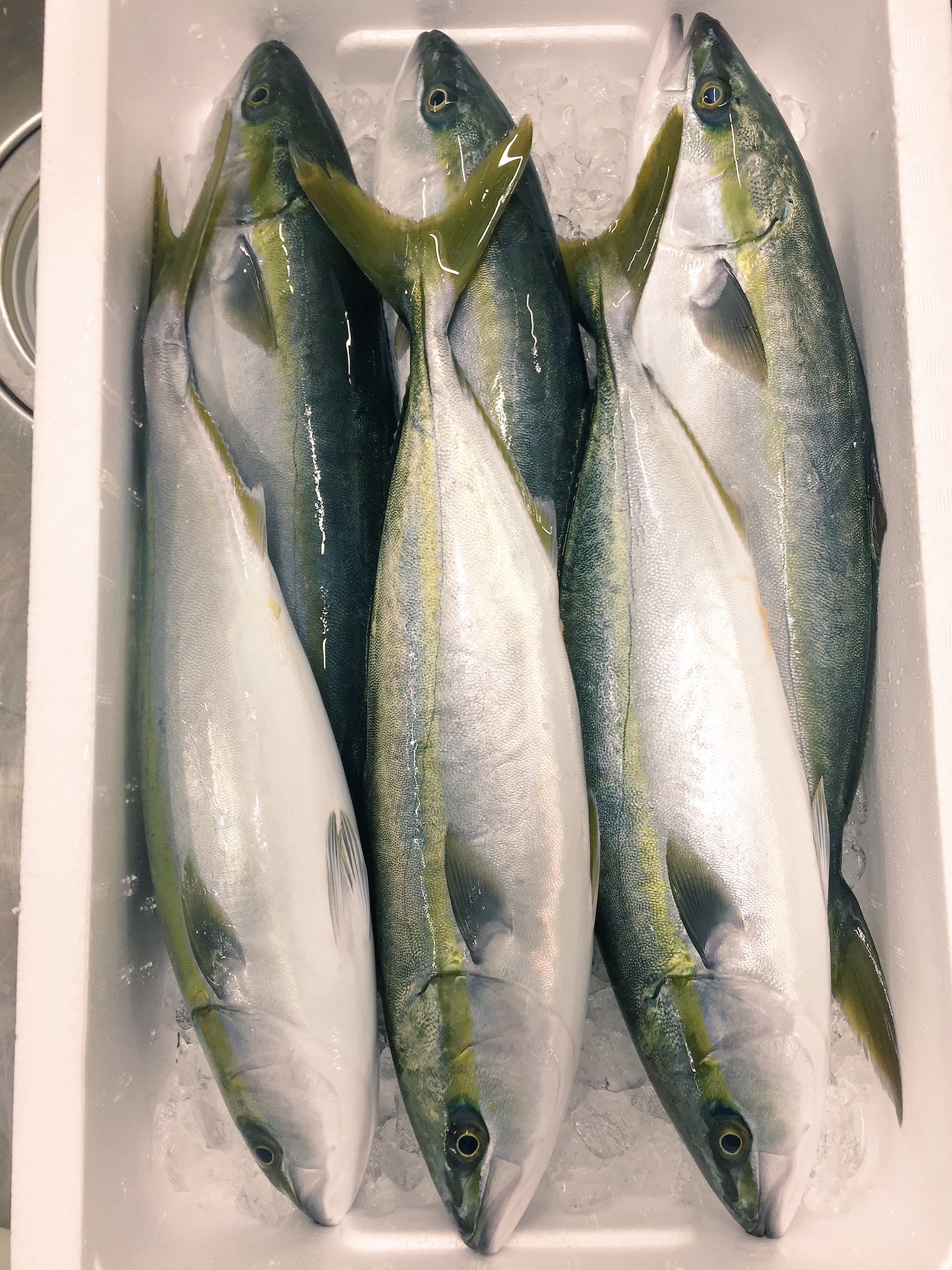 東京すしアカデミー大阪校 本日の中型魚テストはイナダ イナダの正魚ブリは 出世魚 稚魚から正魚までの魚の成長に応じて異なる名前で呼ばれる魚 地域によって呼び名が異なります 代表的な呼び名 ワカシ イナダ ワラサ ブリ 関東 ワカシ イナダ