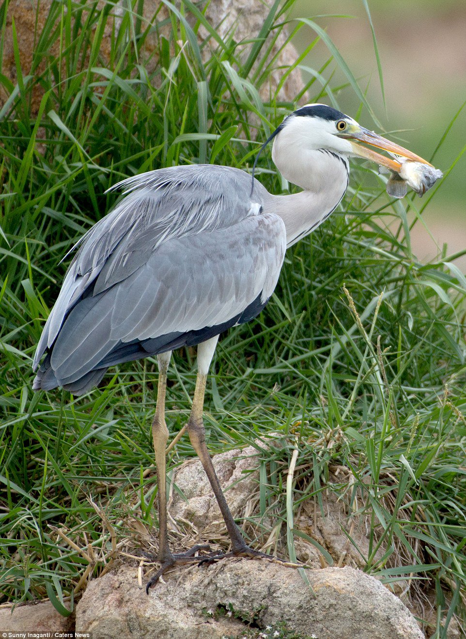 On Twitter Saitama Kai 2 : [11 images] A battle of justice between a gray heron and a snake competing for captured fish taken in a lake in Telangana, South India https://t.co/ltmhvdcyuu Victory Goddess Goddess Battle https://t.co/zVsgm83Yoj / Twitter