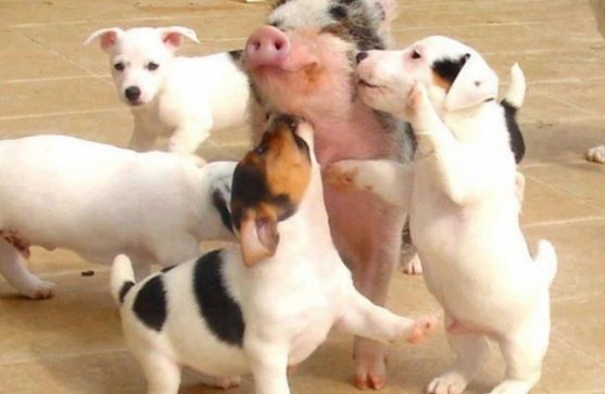 This Little Piggy tweet media