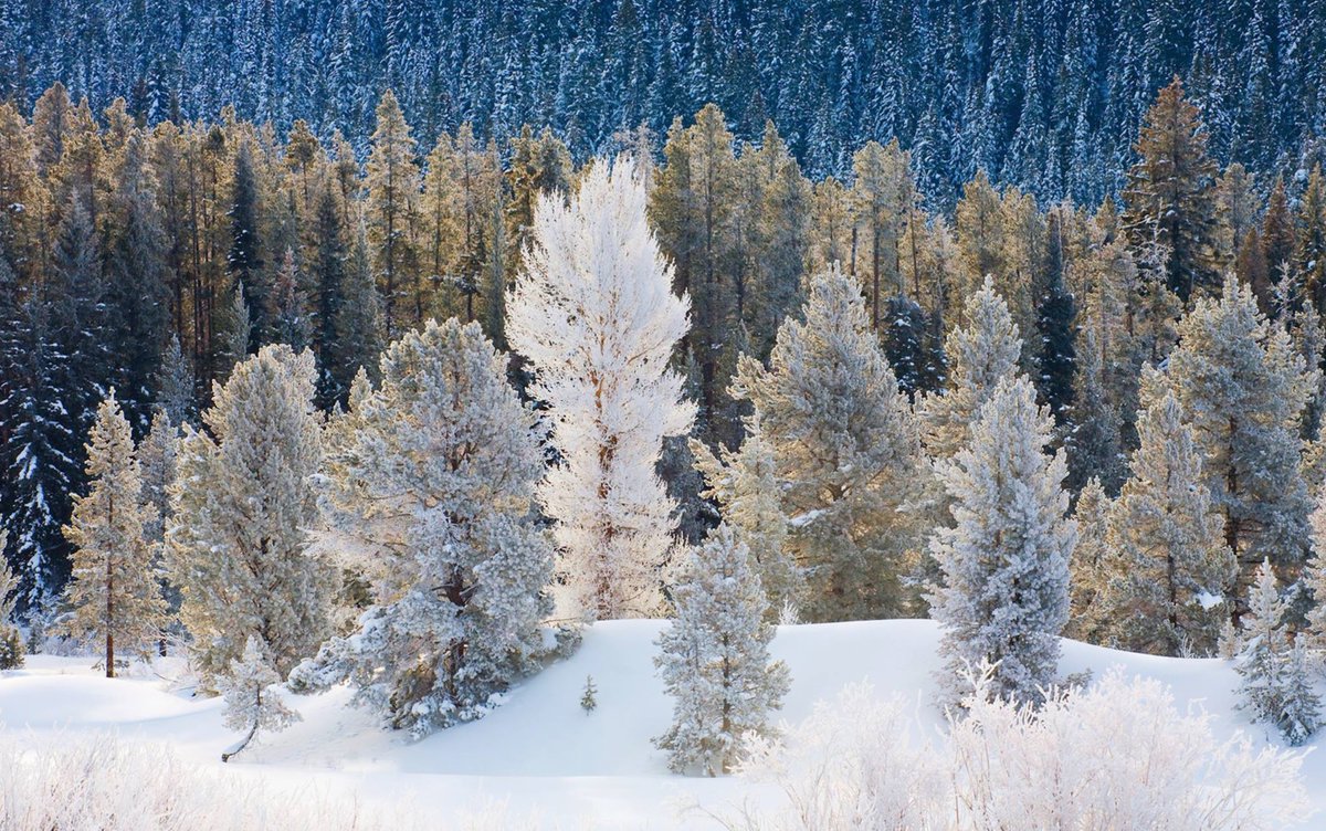 VisitJH's tweet photo. A frosty 5 degrees this afternoon makes for some beautiful views in Jackson Hole. #visitjacksonhole #yourinnerwildiscalling https://t.co/jESP3YoFp6