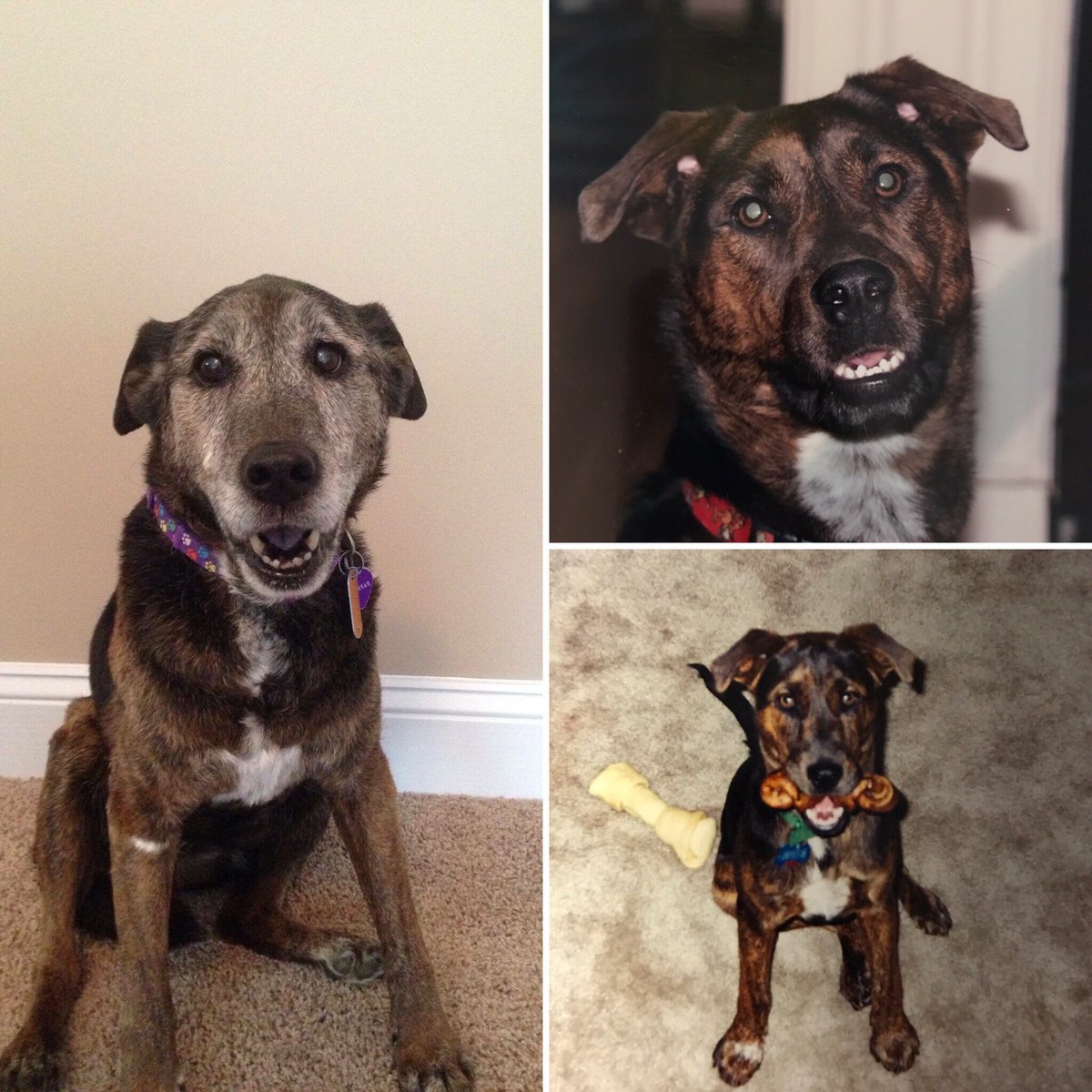 GolfTurfTech's tweet image. She gave us 17 great years. Goodbye my sweet Savannah. #RIP #GoodDog