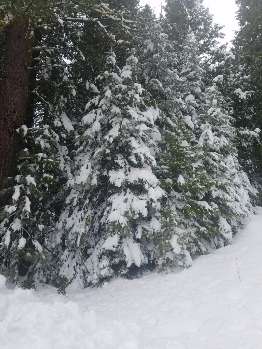 Stanislaus_NF's tweet photo. It's snowing at #PinecrestCA #Highway108! #Winterdriving tips-Carry chains, keep gas tank full, slow down, check weather & road conditions. https://t.co/04g6P82h3r