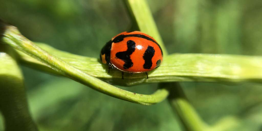 theGRDC's tweet photo. Close up images helping growers with paddock problems via #GrowNotesAlert macro-lens https://t.co/SOgxhvvFDG @VicGovGrains https://t.co/QCWO47mpB7