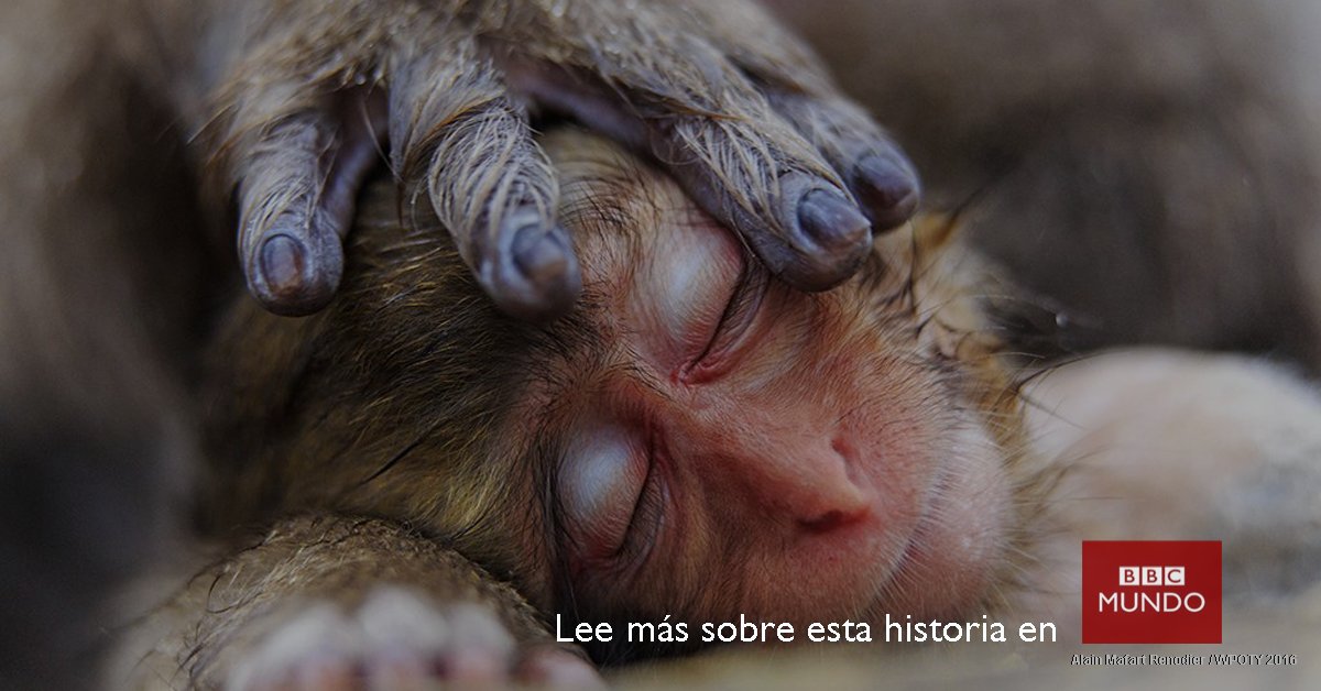 bbcmundo's tweet photo. Estas fotos están demasiado buenas como para no pedirles que se tomen su tiempo en admirarlas https://t.co/SXuHXfDCJL 😍 https://t.co/PNKa5HzeKK