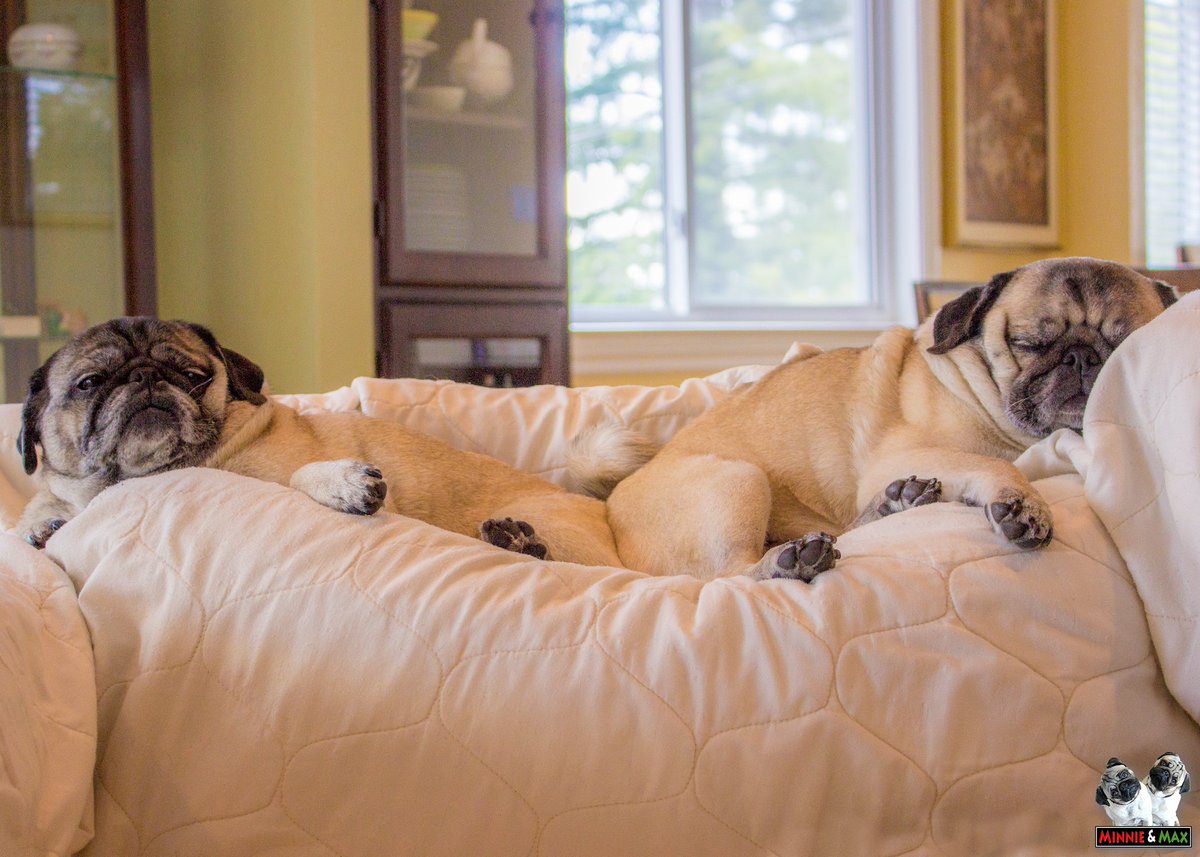 MaggieMiloPugs's tweet photo. Q4: What is your pug's favorite piece of furniture? #PugChat
A4: The sofa! (We own this part.) #PugPerch https://t.co/XJKKtPp3Fj