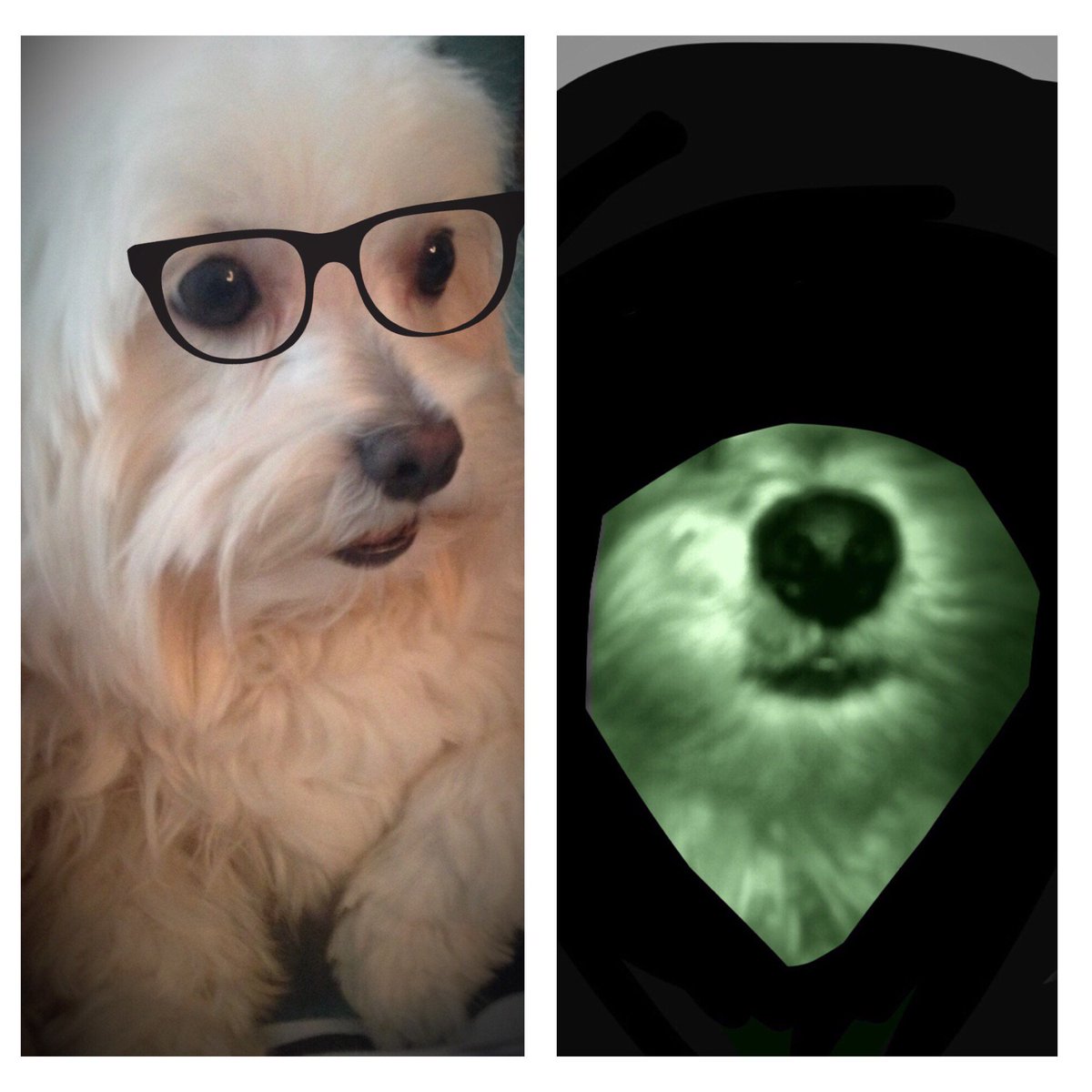 Me: I should spend the whole Reading Day studying..
Inner Me: Go see the puppers at Exam Paws
See you tomorrow @ the Union 11:00-4:00