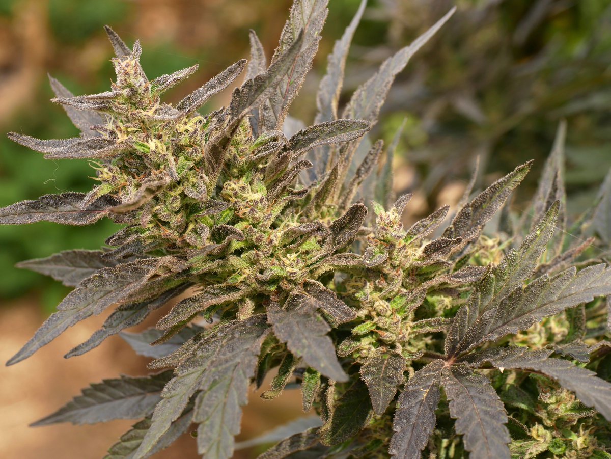 Feature: 5G's Purple BX. Lineage: 5G's F1 x 5G's Purple F2 (IX or F2). Big resin glands, great internode spacing, and an impressive yield.