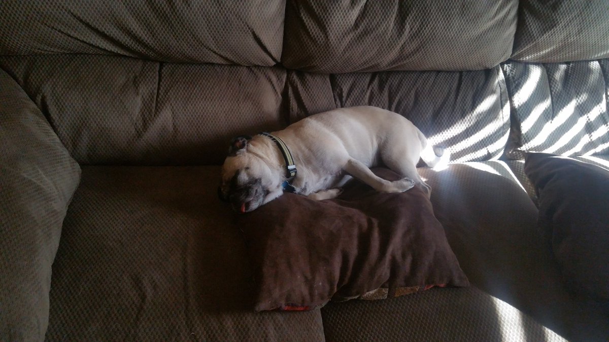 BrizzWithDaChiz's tweet photo. @sashthepug #PigMonkey https://t.co/O5RBggA3em